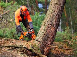 How Our Tree Care Process Works  in  Lantana, FL