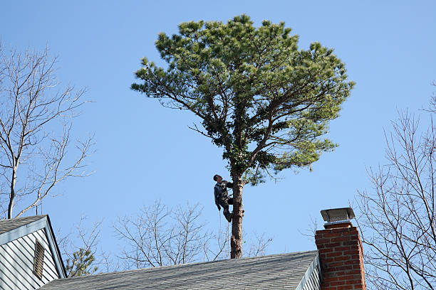 Best Fruit Tree Pruning  in Lantana, FL